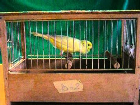 Gabiette da Gara con Canarini Timbrado